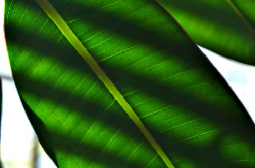 leaf plant green