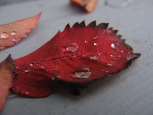 leaf fall water