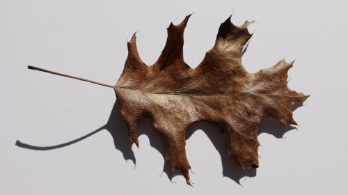 leaf brown leaf fall