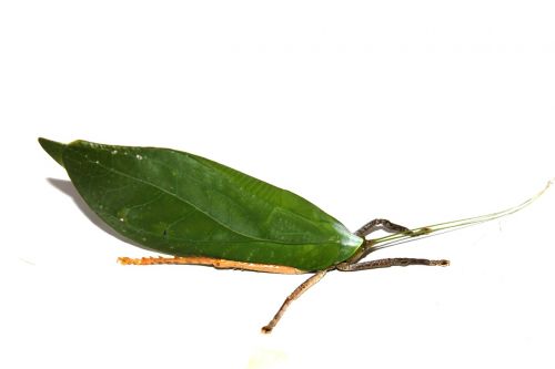 leaf beetle insect green beetle