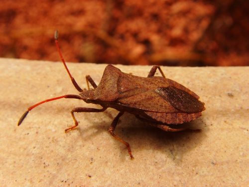 leaf bug insect bug