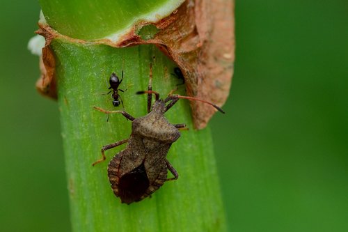 leaf bug  leather bug  ant