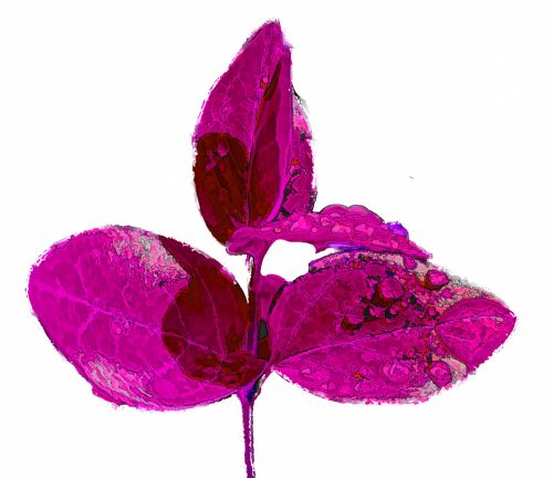 Leaf Cutout Pink