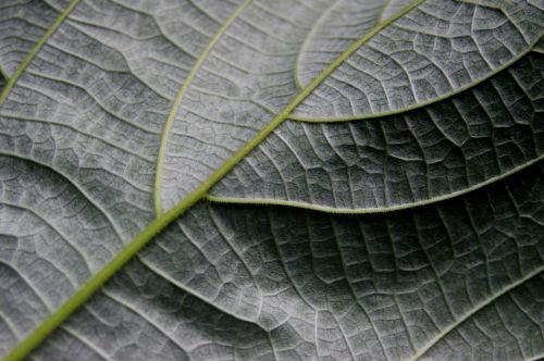 Leaf Detail