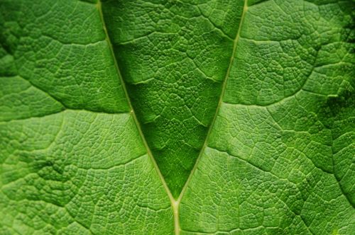 Leaf Detail