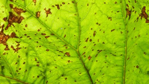 leaf detail foliage green