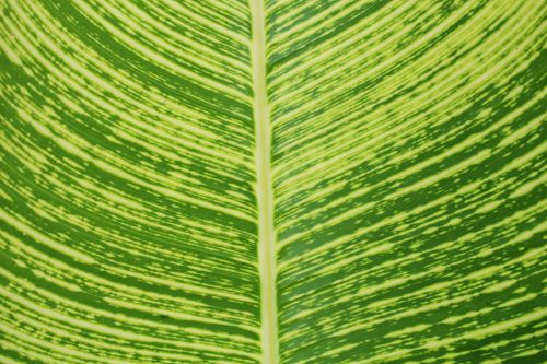 Leaf Detail Background