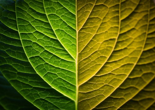 leaf grain  macro  nature