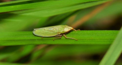 leaf hopper insect green insect