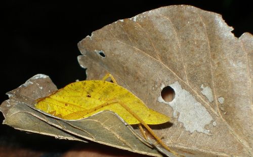 leaf insect nature wildlife