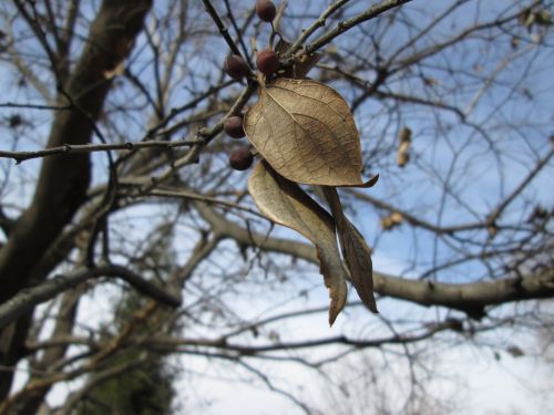 Leaf Macro 2