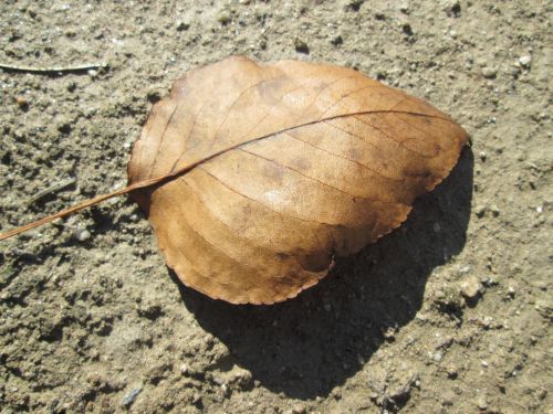 Leaf Macro 21