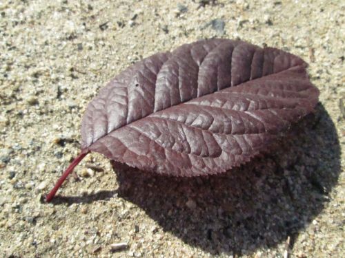 Leaf Macro 26