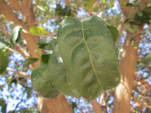 Leaf Macro 28