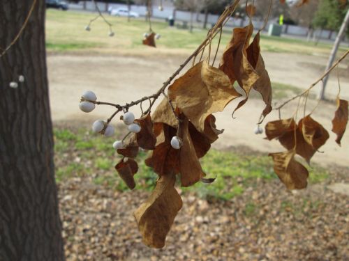 Leaf Macro 4