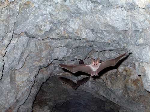 leaf nosed bats flying cave