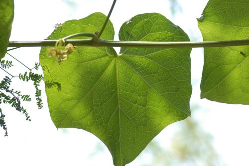 leaf of chayote vegetable nature