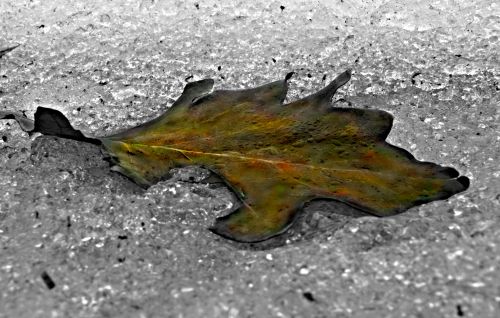 Leaf On Ice