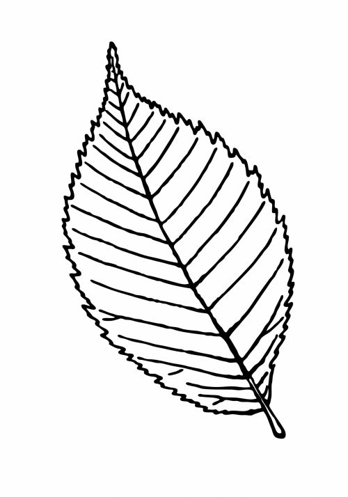 Leaf Outline Clipart Illustration
