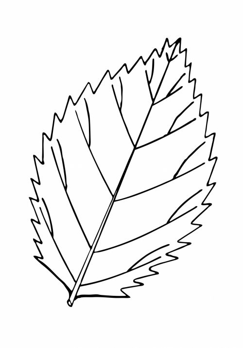 Leaf Outline Illustration Clipart