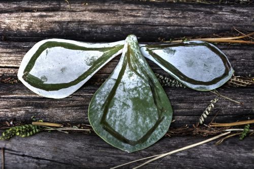 leaf pattern textures garden