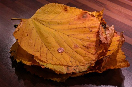 leaf pile elm leaves mountain elm