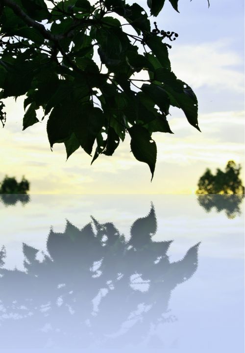 Leaf Reflection Effect