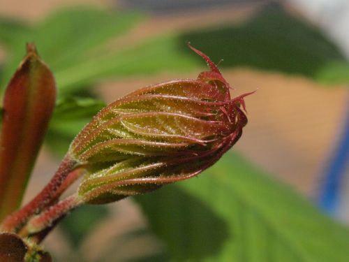 leaf stem bud close
