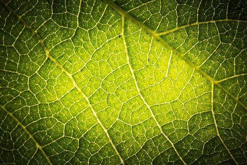 leaf structure  leaf  green