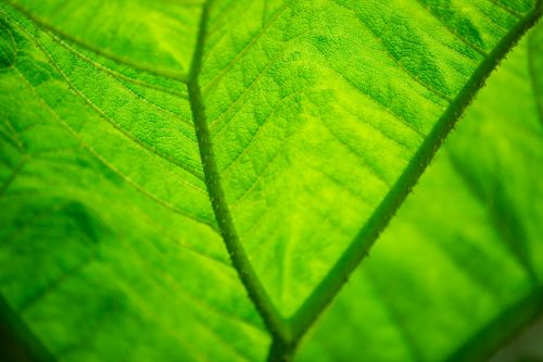 Leaf Texture