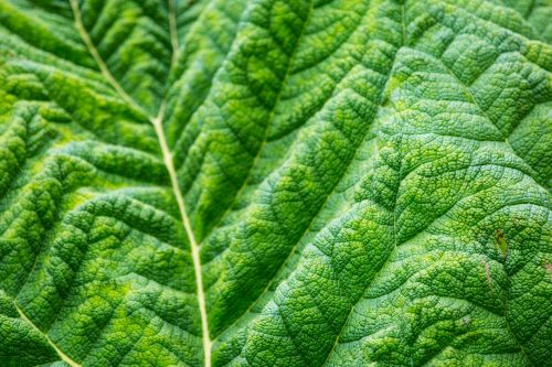 Leaf Texture