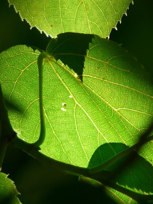 leaf veins linde tree