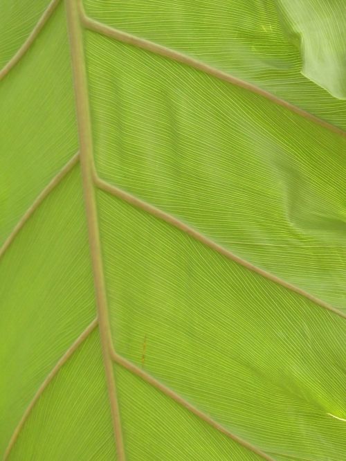 leaf veins leaf large