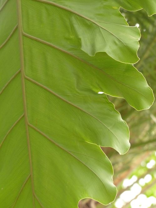 leaf veins leaf large