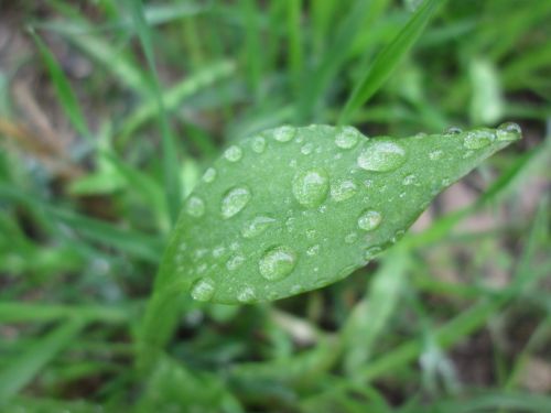 Leaf With Droplets 1