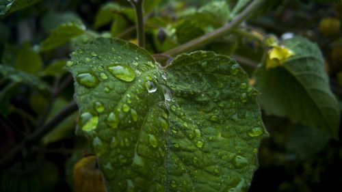 leaf with drops of water leaf nature