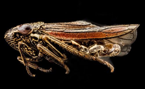 leafhopper macro insect