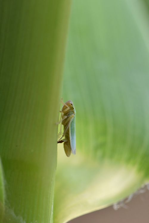 leafhopper corn macro