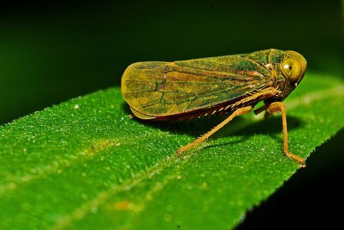 leafhopper macro insect