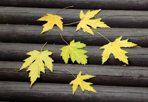 leaflet  foliage  autumn