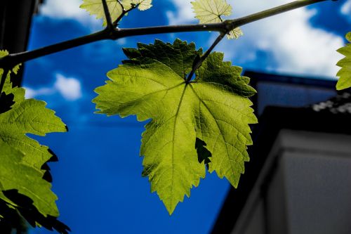 leafs blue blue sky