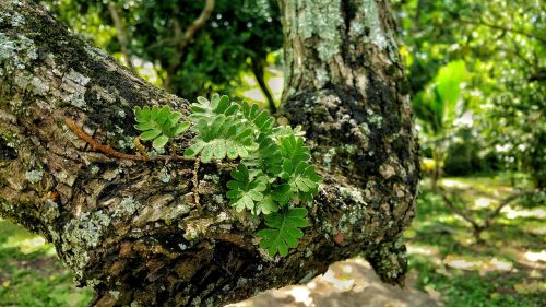 leafs branch bark