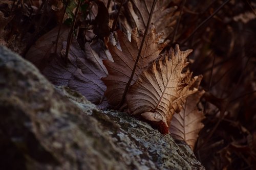leafs  stone  sunlight