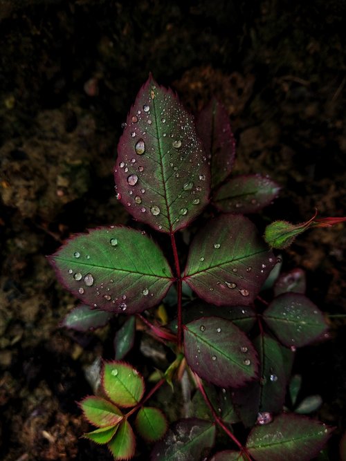 leafs  green leaf  blurred background