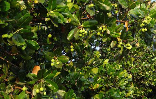 leafs fruit nut