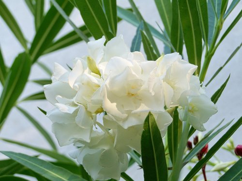 leander  tropical plants  white-flowered