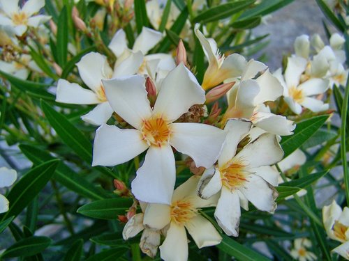 leander  white-flowered  mediterranean plants