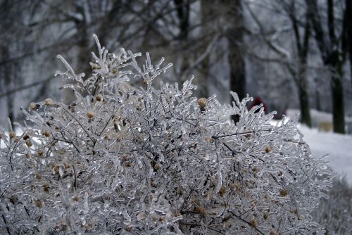 leann winter tree