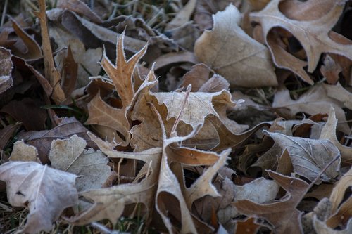 leave  leaf  frost