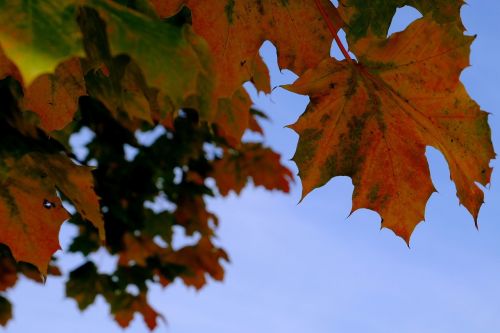 leaves golden autumn red